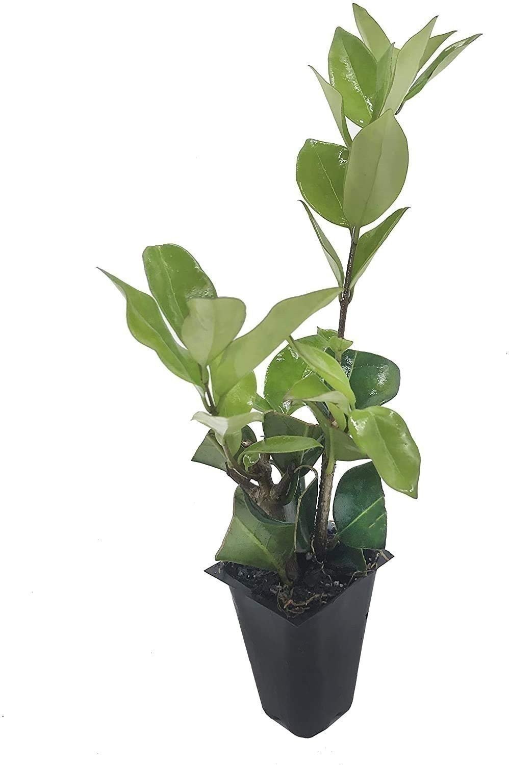 Ligustrum Waxleaf Privet | 2 Inch | Ligustrum japonicum | Low Maintenance Ligustrum Waxleaf Privet | 2 Inch | Ligustrum japonicum | Low Maintenance