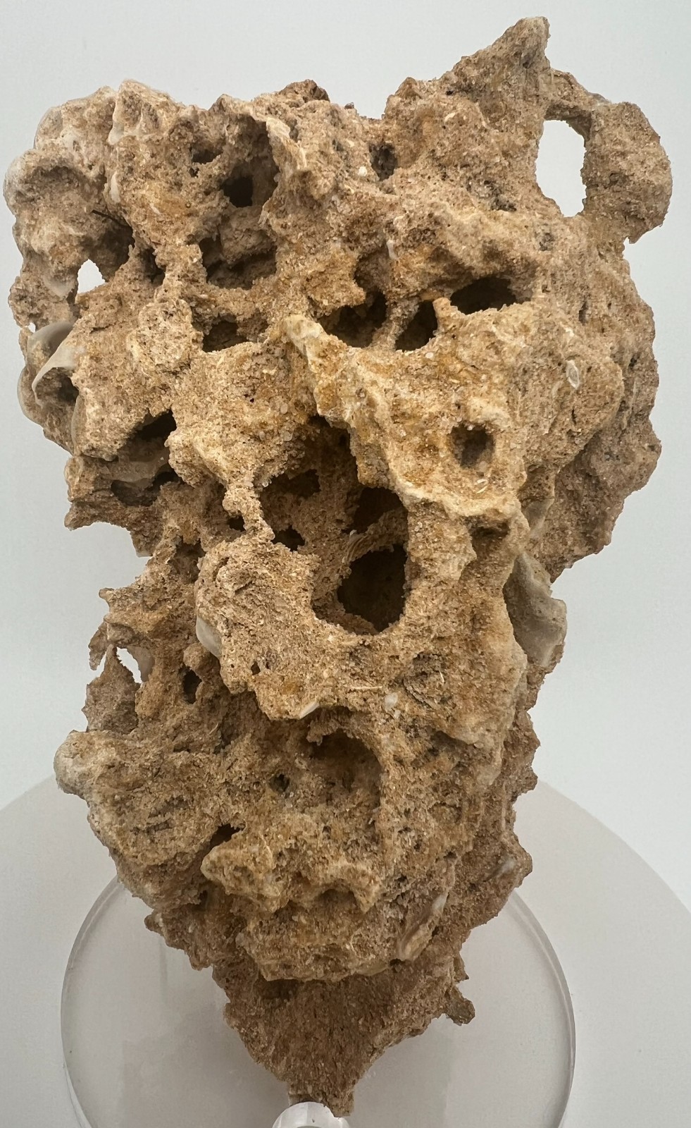 Large Unidentified Fossil Specimen | RARE 3D Soft-Body Geometry | SEE VIDEO