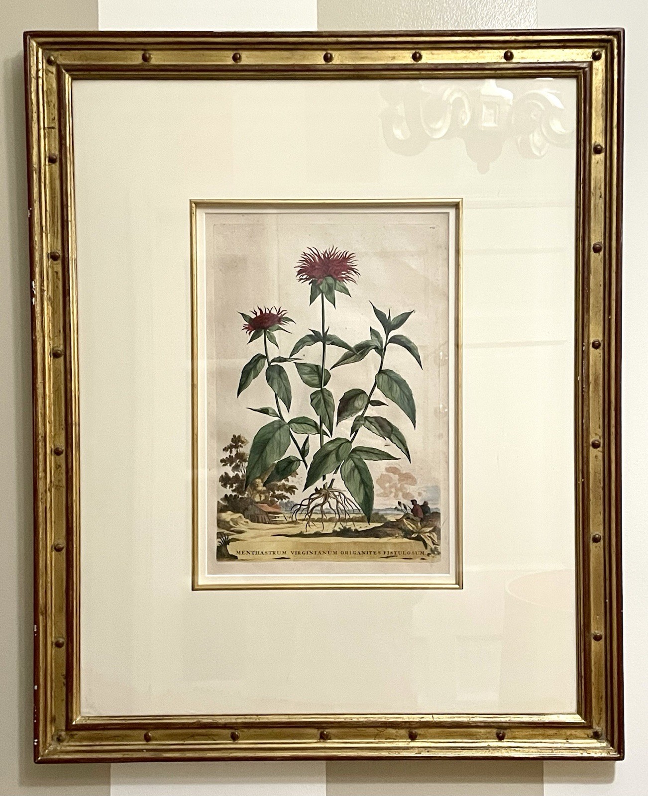 Orig 26” Antique Copper Engraving Abraham Munting C1696  Exp Wood Frame. Pd $797