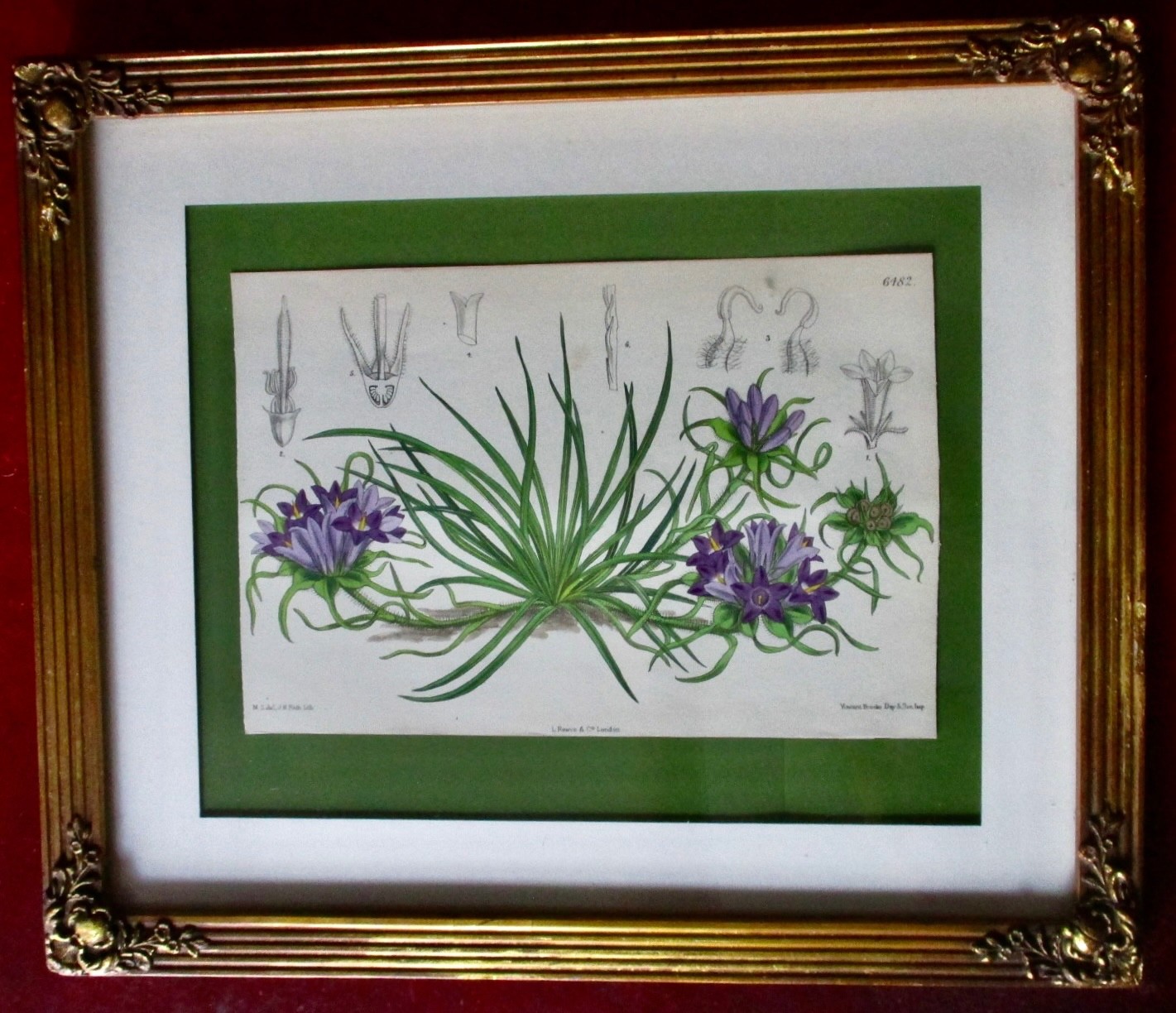 Antique Original Hand-Colored LIthogaph From MS Del Circa. 1850 Great Britain