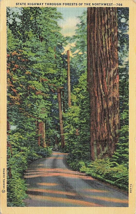 Postcard OR: State Highway Through Forests of the Northwest Linen