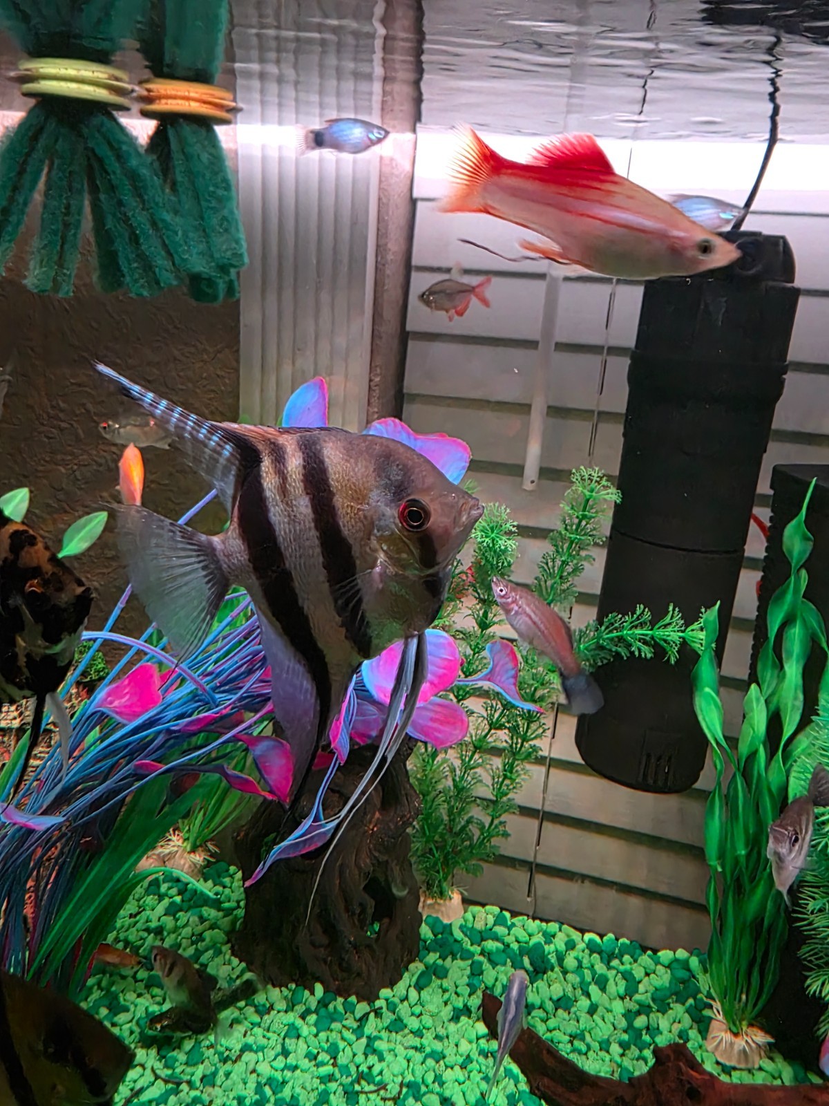 These are beautiful angel fish they come in a set of 4 These are beautiful angel fish they come in a set of 4