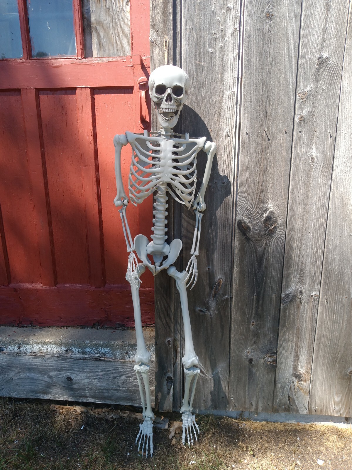 Halloween Deluxe Human Skeleton 5\'4\ Halloween Deluxe Human Skeleton 5\'4\
