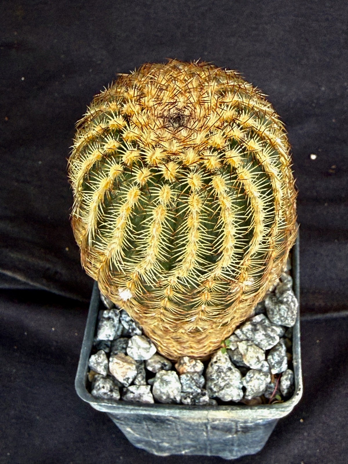 Echinocereus reichenbachii v. minor, cactus plant