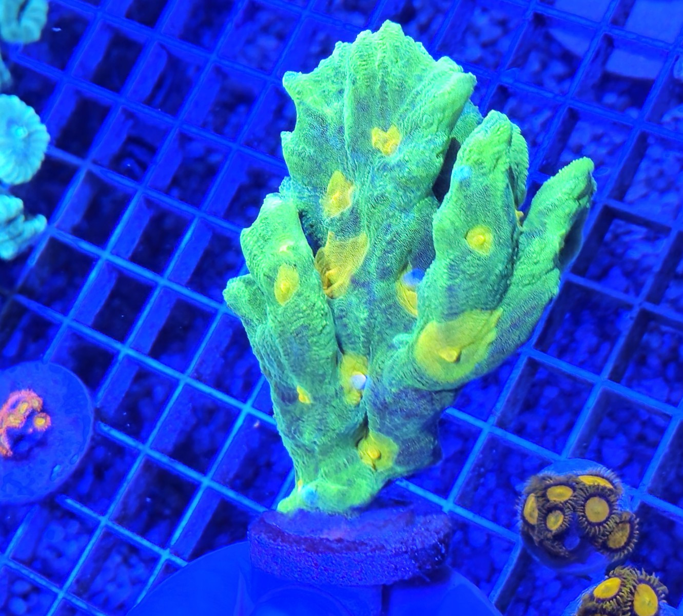 👽 WYSIWYG Space Invader Pectinia – Large Frag 👽