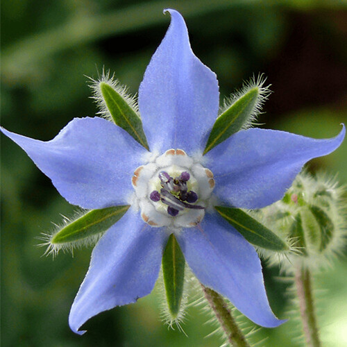 Borage Seeds | Heirloom / Non-GMO | | Herb Seeds | 1149 Borage Seeds | Heirloom / Non-GMO | | Herb Seeds | 1149