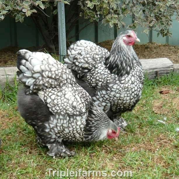 12+ ~GIANT LARGE FOWL~ SILVER LACED COCHIN Fertile Chicken Hatching Eggs ~