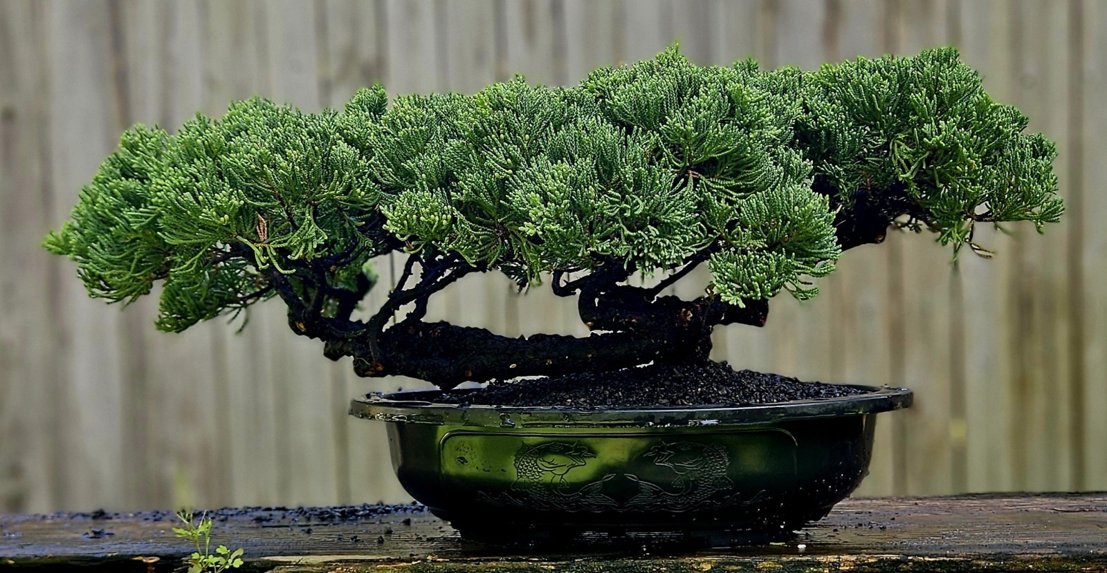 Japanes Juniper Bonsai In 13 Inch Plastic Oval Pot . 25 Year Old Beauty.