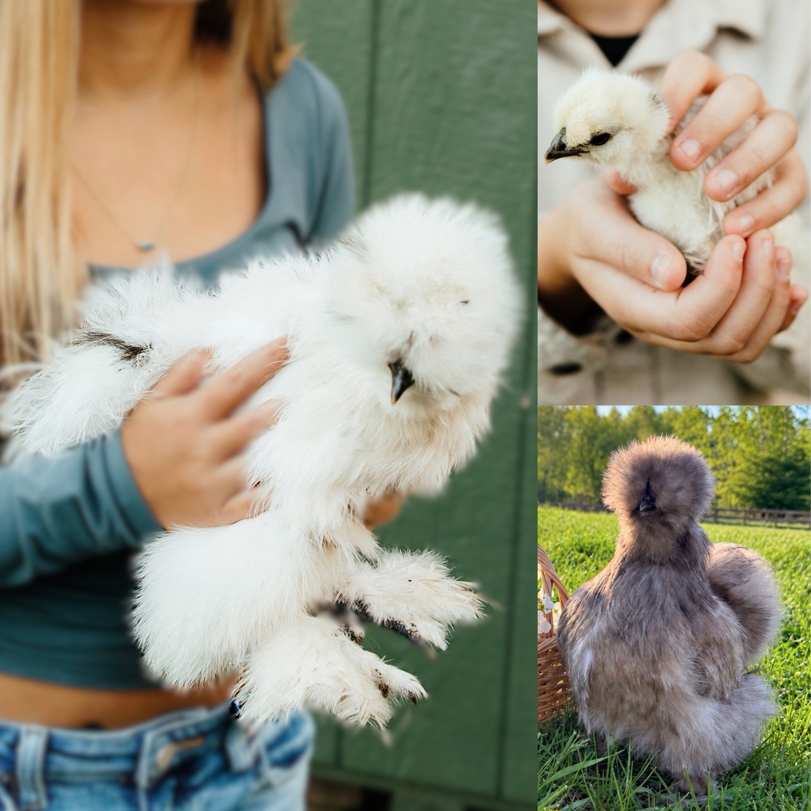 12+ Fertile Silkie Hatching Eggs | Paint, Splash, & Designer Colors | No Satins