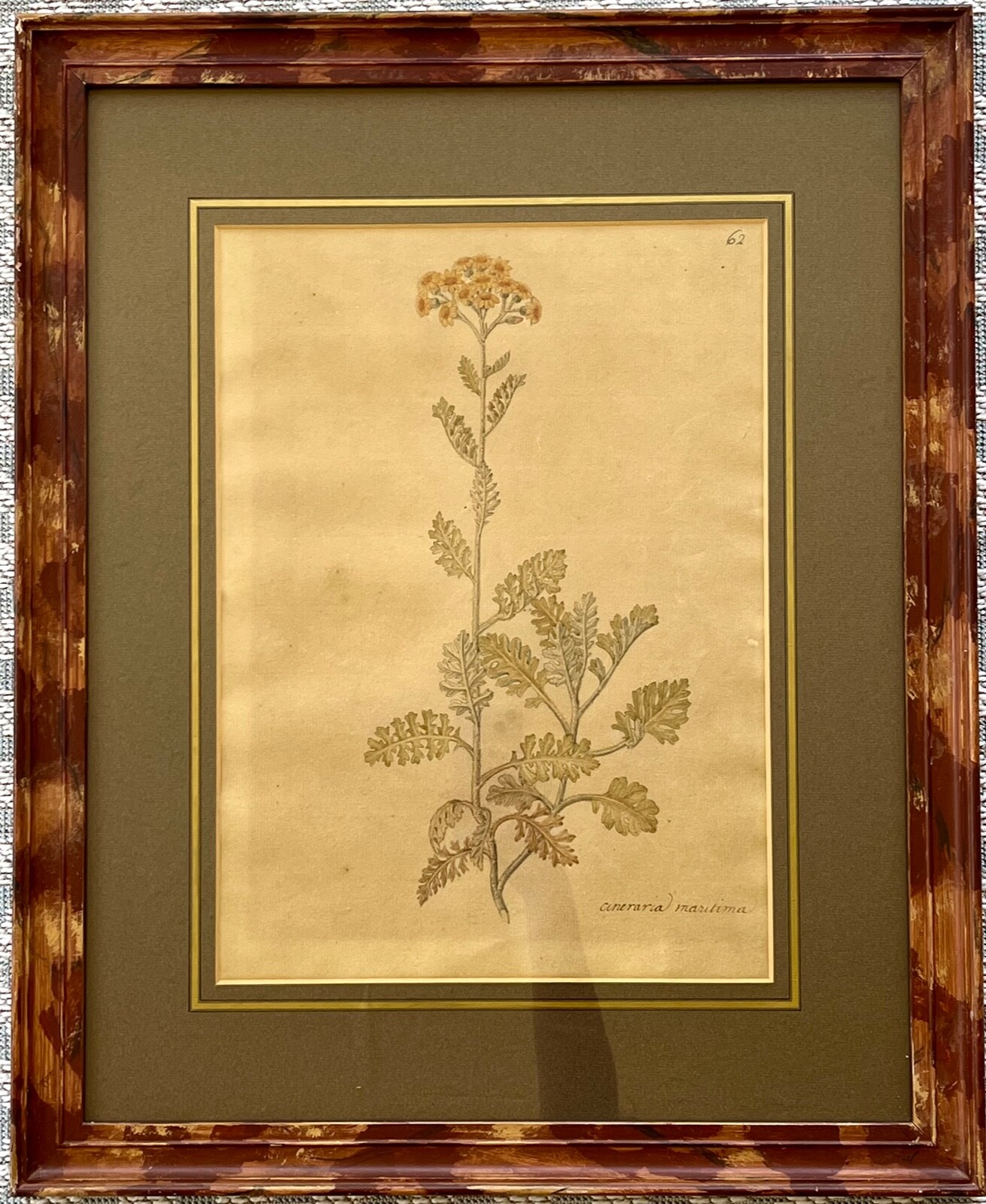 Antique British Original Botanical Drawing Cineraria Maritima Antique British Original Botanical Drawing Cineraria Maritima