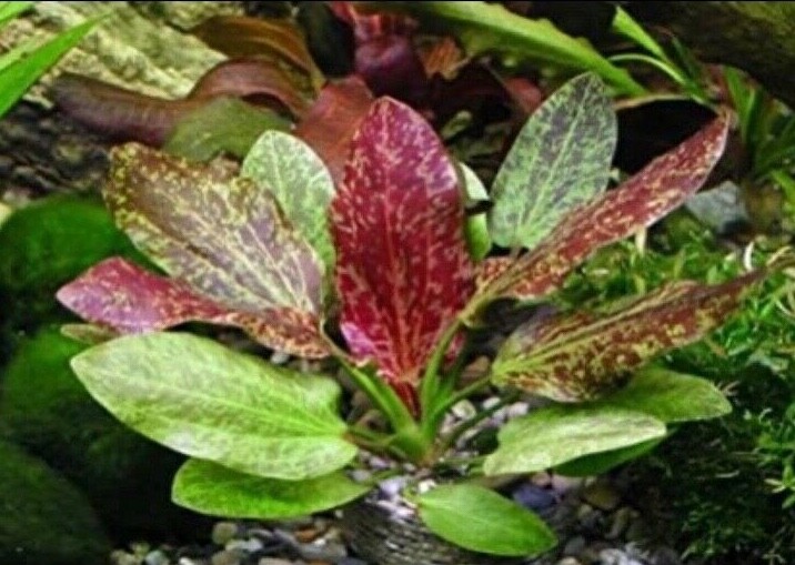 *BUY 2 GET 1 FREE* Red Rubin Sword Echinodorus Rubin Easy Live Aquarium Plants ✅
