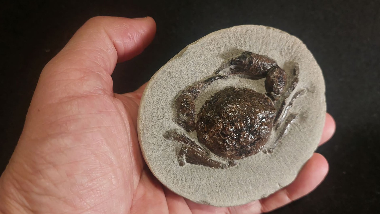 Pulalius Vulgaris Crab Fossil Specimen Lincoln Creek fm Eocene Washington State