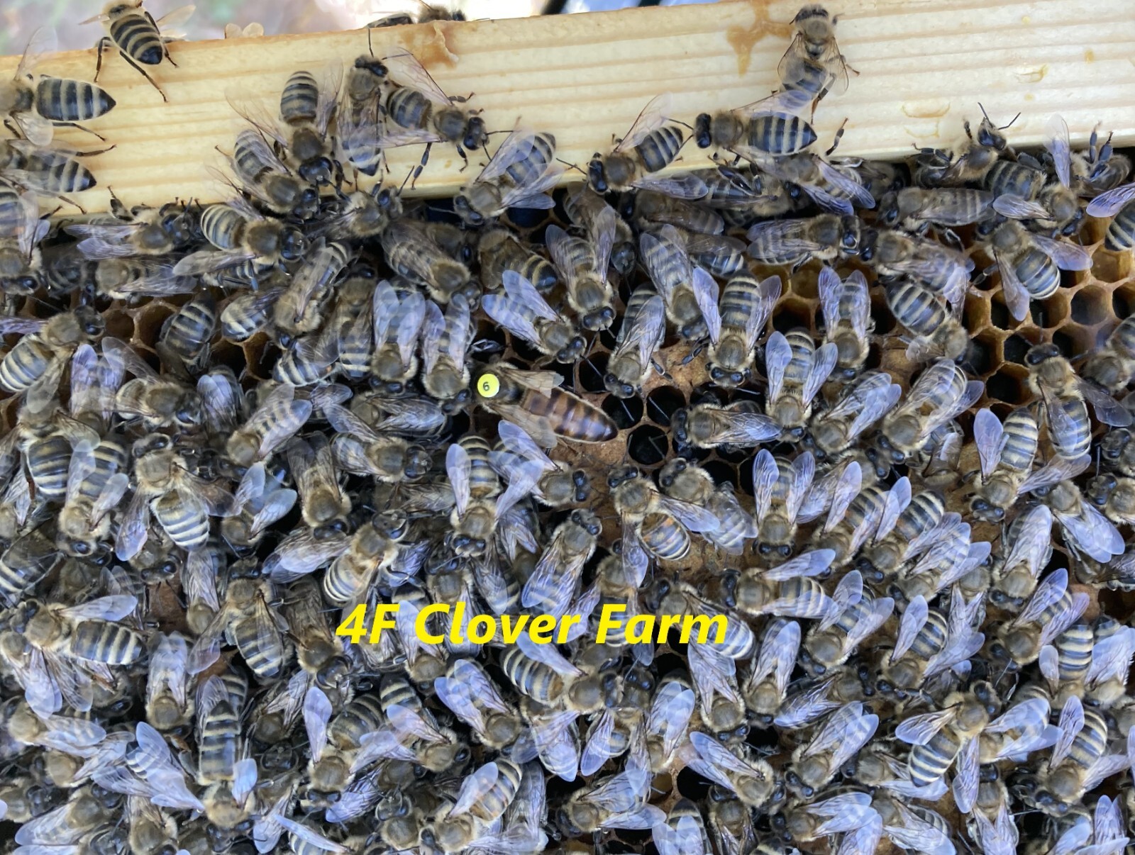 Live Caucasian Honey Bee Queen 50% * Mated Marked Laying * Ships 9-21-2026