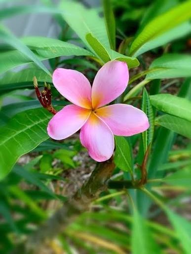 Plumeria Frangipani Flowering Plant 20 Yellow, 20 Pink Outdoor (40 Pack) Plumeria Frangipani Flowering Plant 20 Yellow, 20 Pink Outdoor (40 Pack)