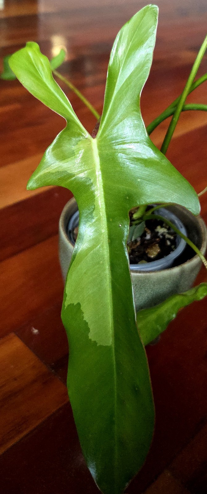 ULTRA RARE Philodendron  Longilobatum Leylano Miyano Variegated 20