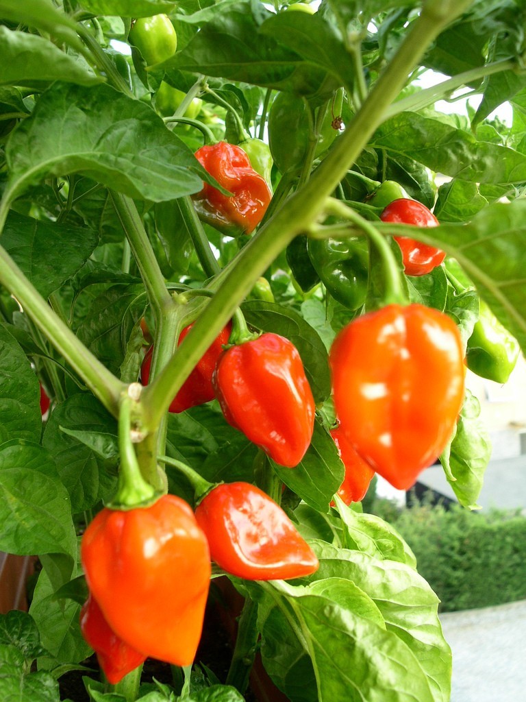 Habanero Pepper Seeds, SUPER HOT PEPPER, NON-GMO, Variety Sizes, Habanero Pepper Seeds, SUPER HOT PEPPER, NON-GMO, Variety Sizes,