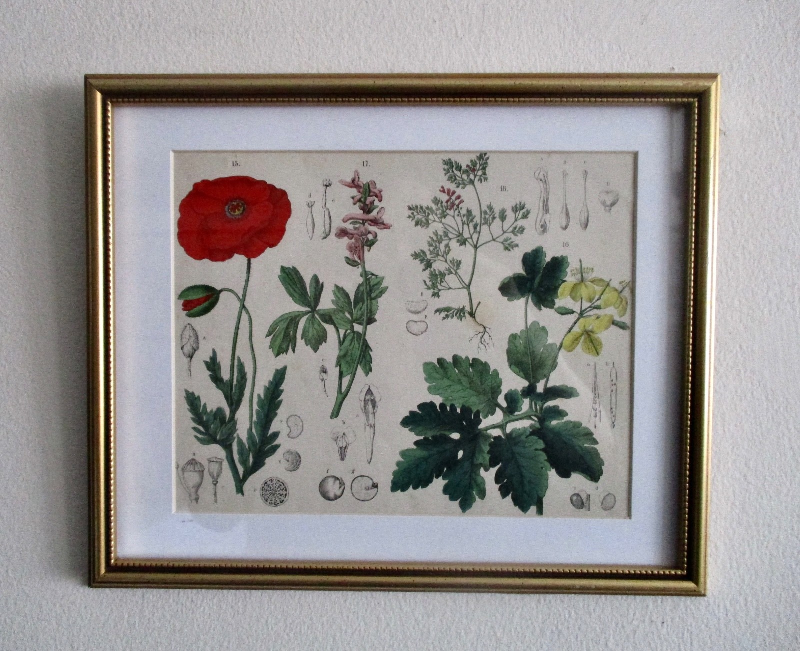 Antique Original British Floral Hand-Colored Lithograph In Gilt Frame/Glass