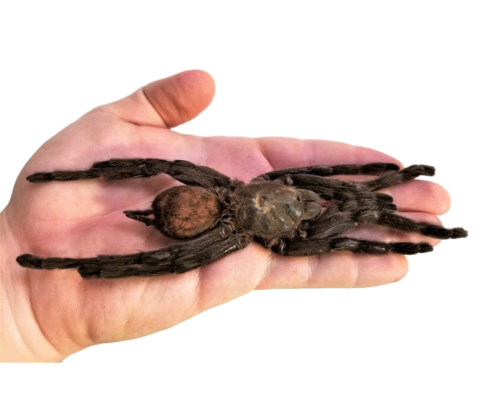 Haplopelma minax REAL XL 6IN+ TARANTULA SPIDER ARACHNID UNMOUNTED PACKAGED Haplopelma minax REAL XL 6IN+ TARANTULA SPIDER ARACHNID UNMOUNTED PACKAGED