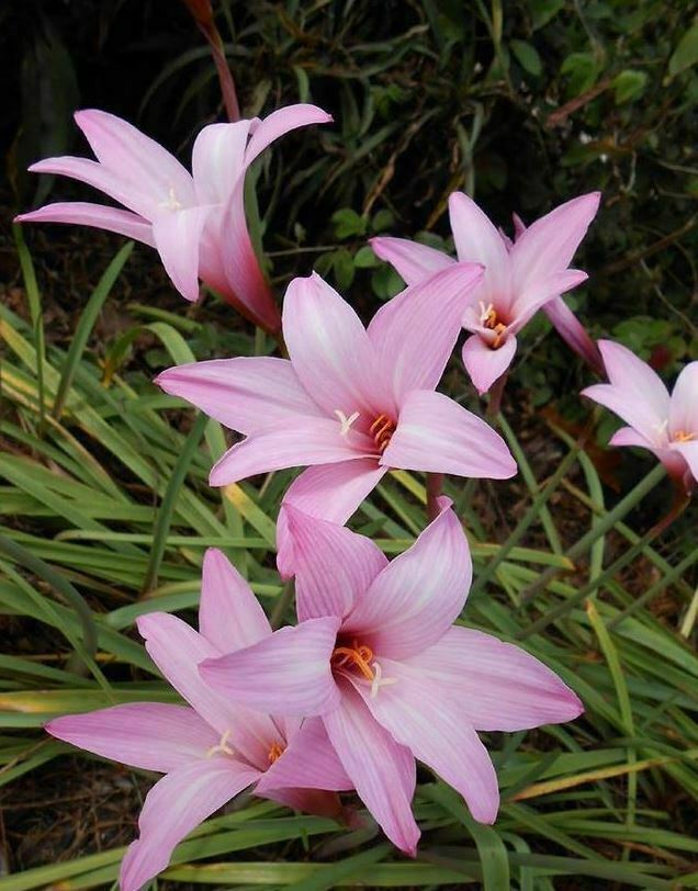 Rain Lily, Habranthus, 4 Larger bloom size bulbs,  Buy more, save more