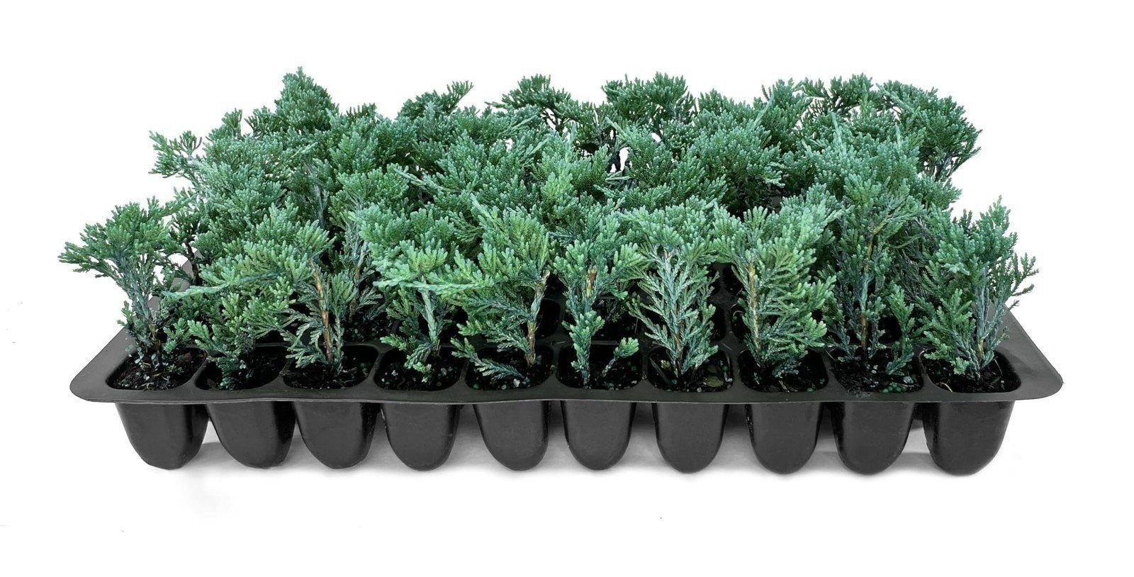 Juniper Blue Rug | 2 Inch | Juniperus horizontalis | Hardy Groundcover Plant