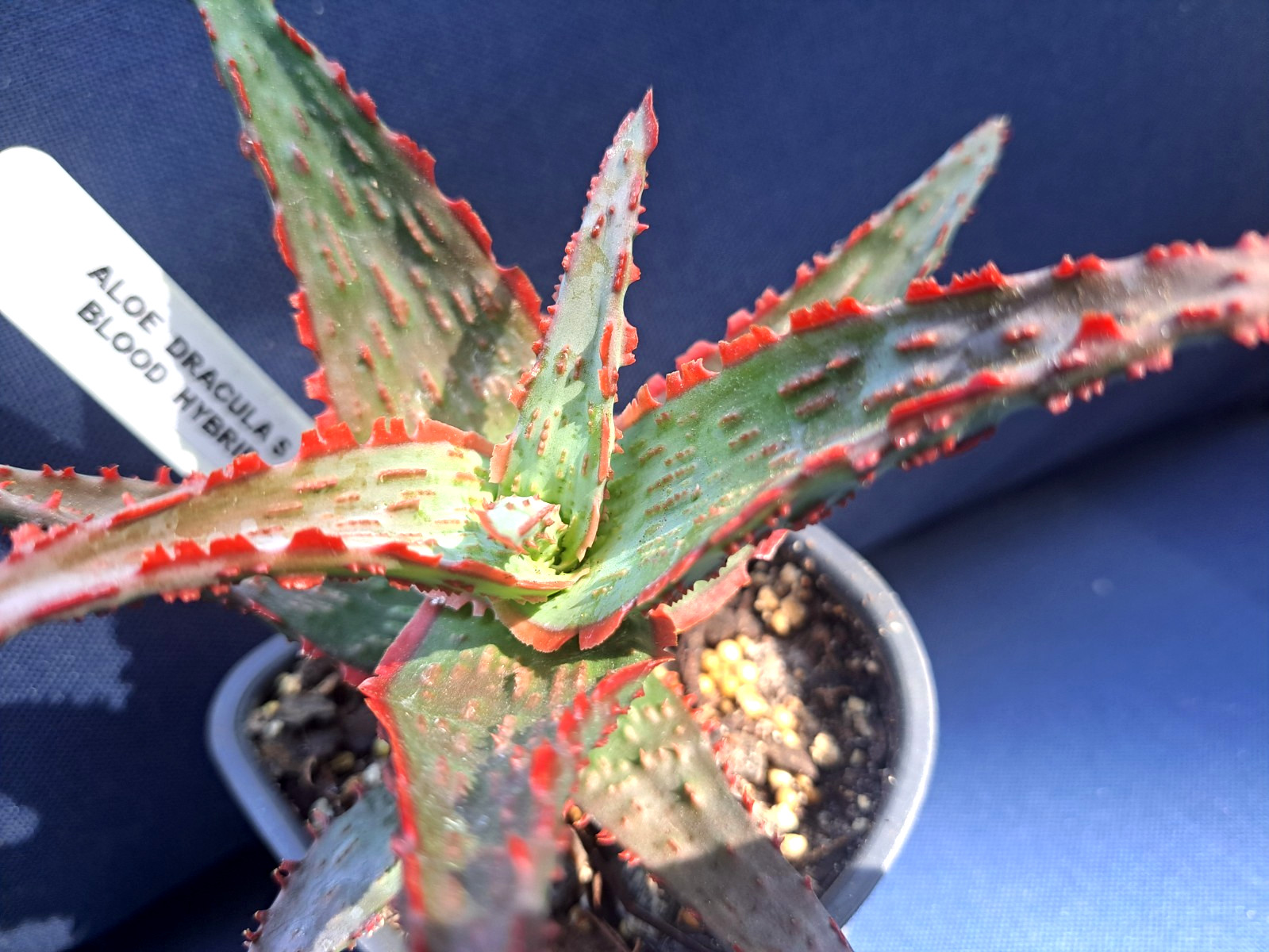 ALOE 