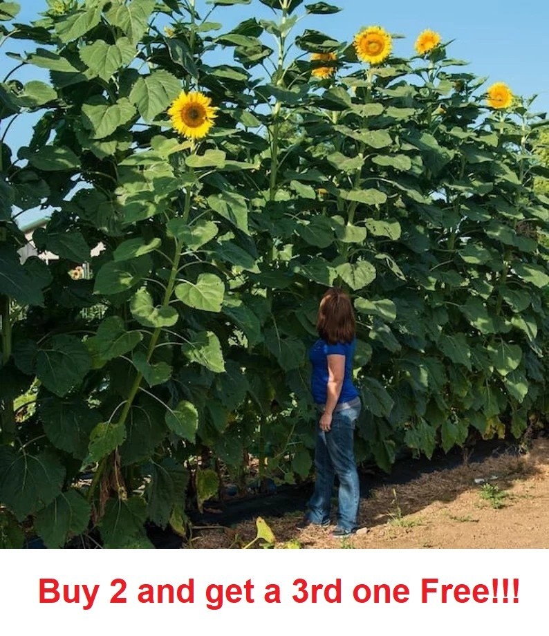 100 - 125 Mammoth Sunflower Seeds