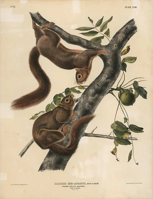 Original Imperial Orange-bellied Squirrel, plate 58