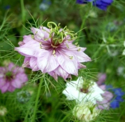 LOVE IN A MIST FLOWER SEEDS MIXED COLORS 50 FRESH SEEDS LOVE IN A MIST FLOWER SEEDS MIXED COLORS 50 FRESH SEEDS