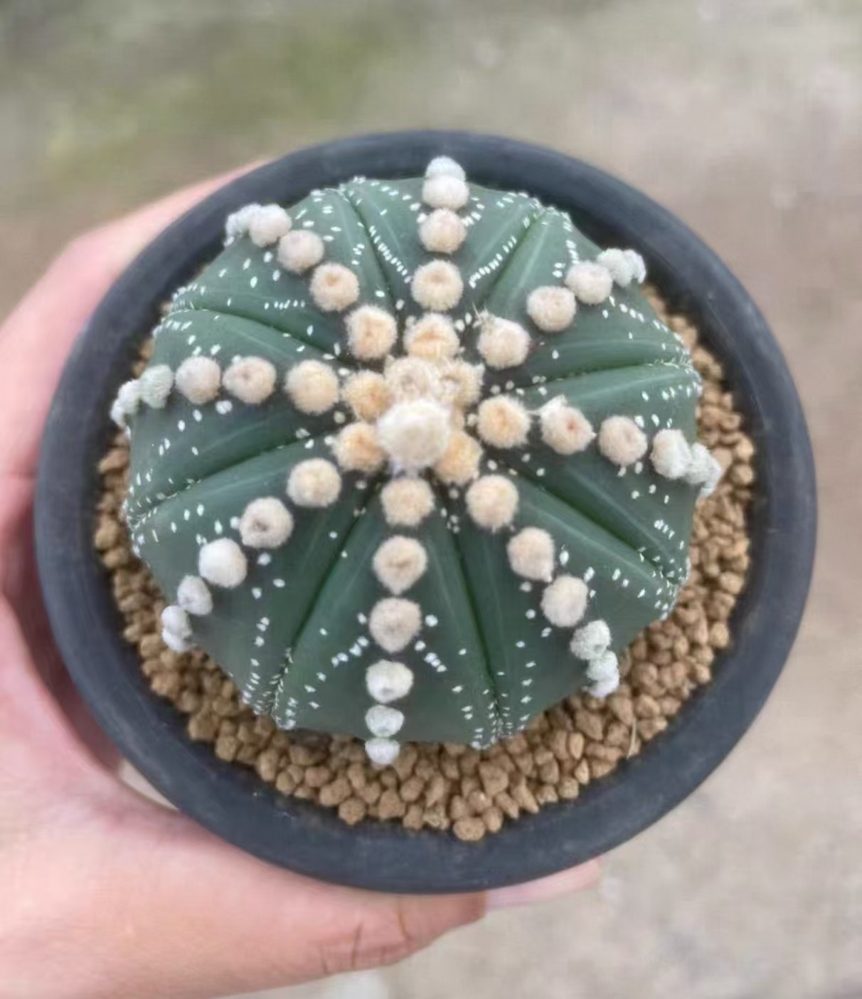 6.4cm Rare live house Plant Astrophytum asterias \'Super Kabuto\' WYSIWYG Own Root 6.4cm Rare live house Plant Astrophytum asterias \'Super Kabuto\' WYSIWYG Own Root