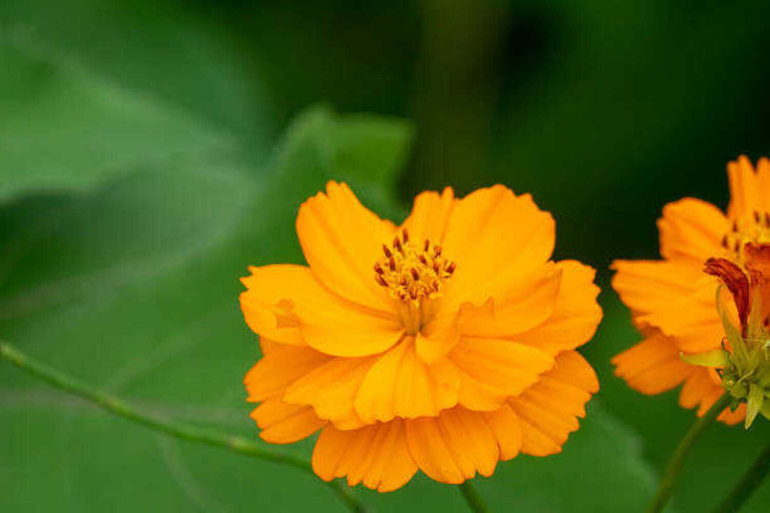 200 DWARF SULPHUR COSMOS: NON GMO 200 DWARF SULPHUR COSMOS: NON GMO