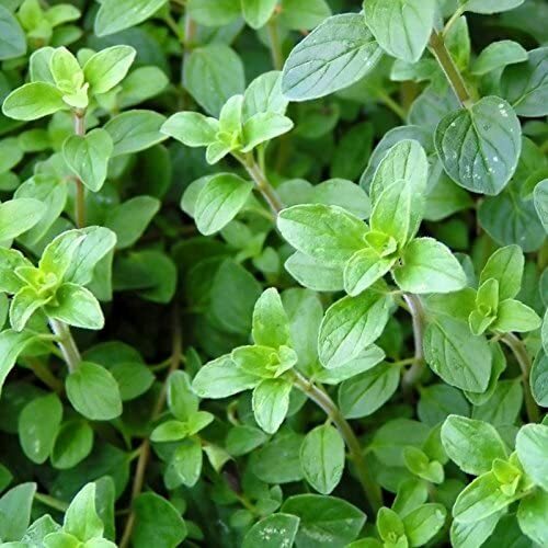 Italian Oregano Seeds | 2,000 Seeds | Heirloom / Non-GMO |  | 1143