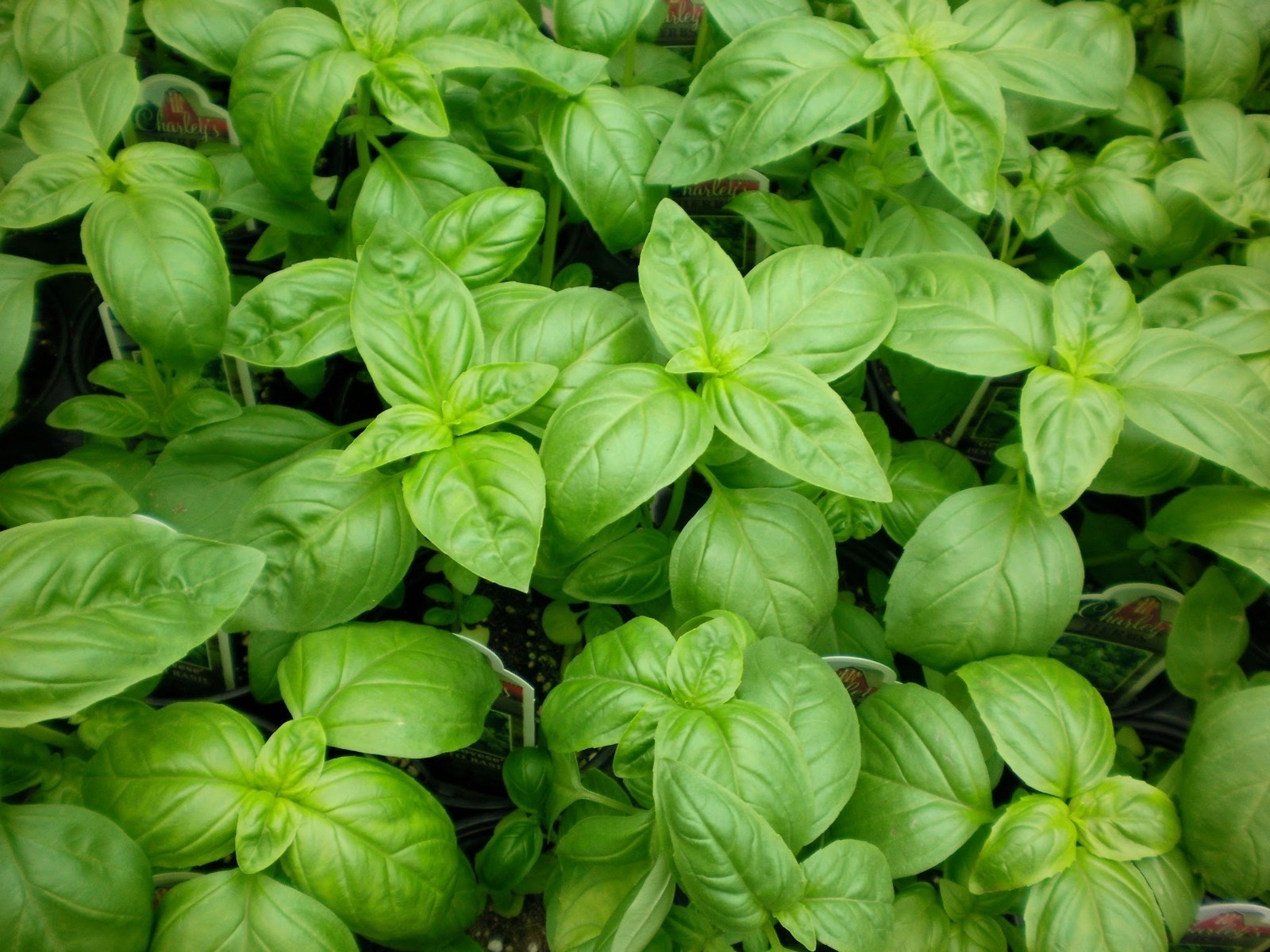 1/4 oz Sweet Basil Seed, Genovese, Bulk Herb Seed, Heirloom Non-Gmo Seed 4000ct