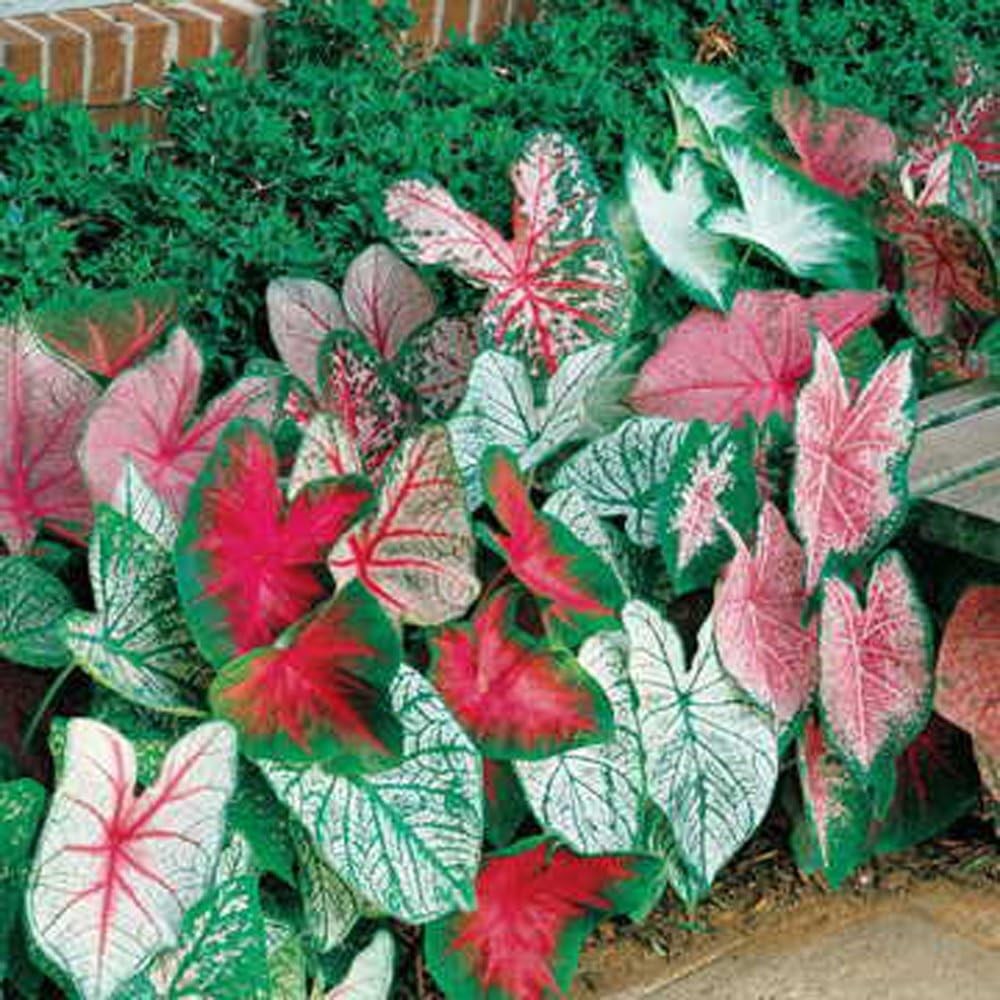 Fancy Leaf Caladium Bulbs  Pack of 10 Ten  Exotic, Colorful Mix, Tropical Col...