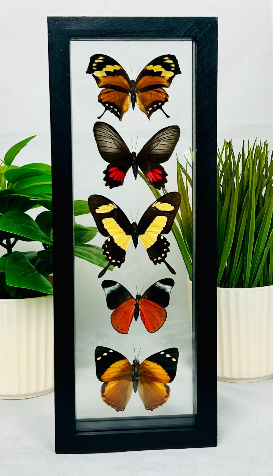 Real Butterflies: 5 Amazon Butterflies in a double glass (5M002)