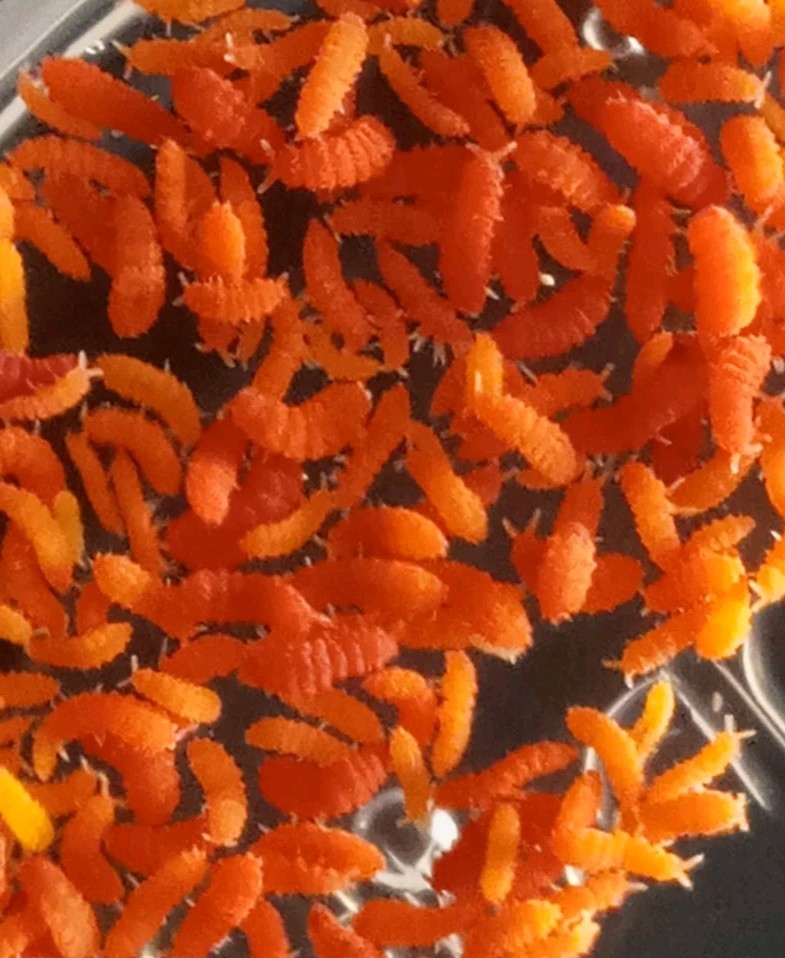 120+ Orange (Yuukianura aphoruroides) + Care Kit Reptile Supply/Feeders 120+ Orange (Yuukianura aphoruroides) + Care Kit Reptile Supply/Feeders