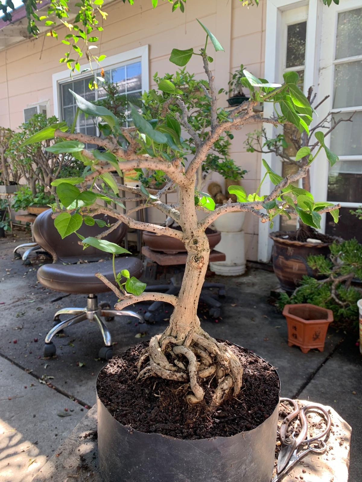 22 year olds Sea Hibiscus Bonsai 22 year olds Sea Hibiscus Bonsai
