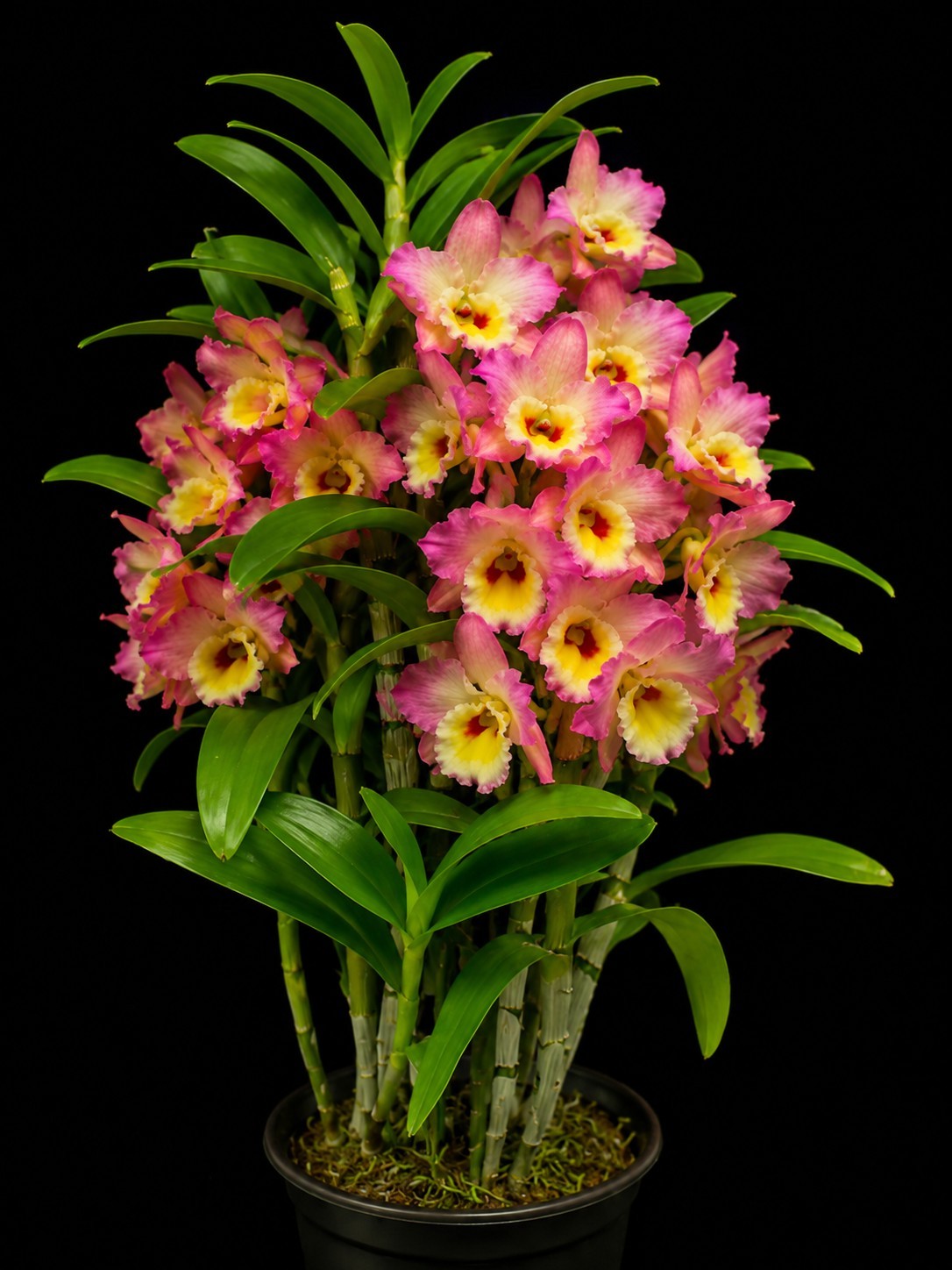 Dendrobium Asian Beauty 'Eden' Blooming Size Nobile Dendrobium Dendrobium Asian Beauty 'Eden' Blooming Size Nobile Dendrobium