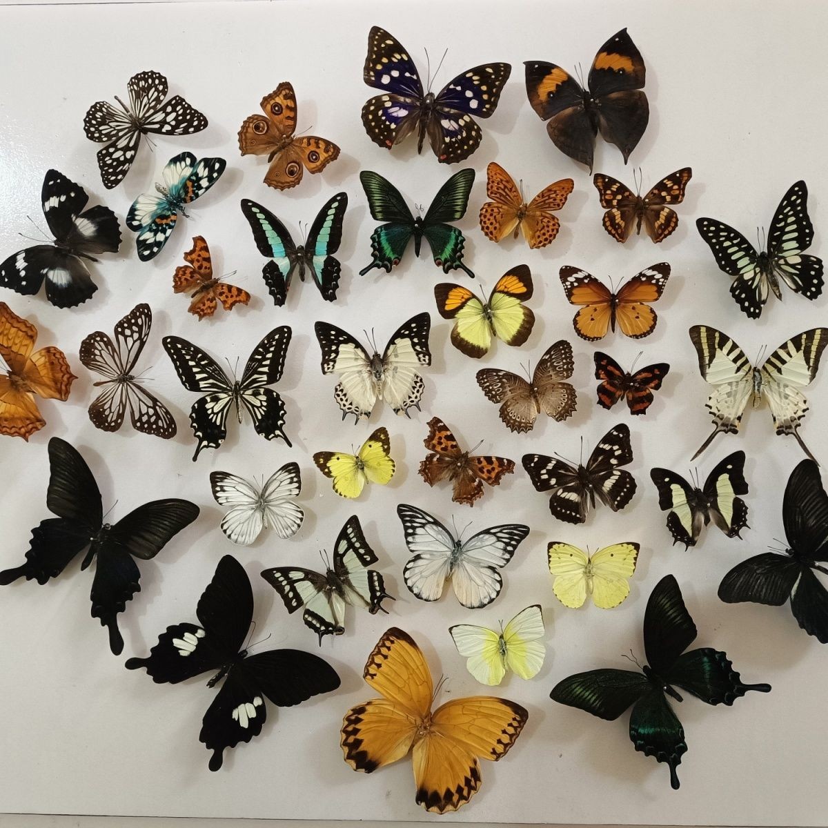 Real Butterfly Specimens Random Mix Pack 20 Pcs Spread Wings Insect Collection Real Butterfly Specimens Random Mix Pack 20 Pcs Spread Wings Insect Collection