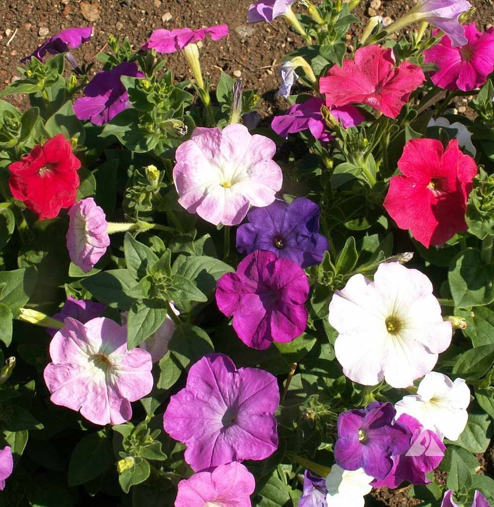 Dwarf Petunia Mix Seeds, Multicolor Mix, Compact, Variety Sizes Sold, 