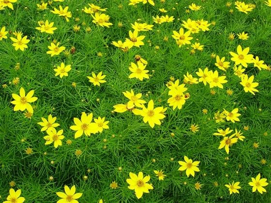6 Plants Tickseed Coreopsis Verticillata \'Zagreb\' Fernleaf  – Perennial