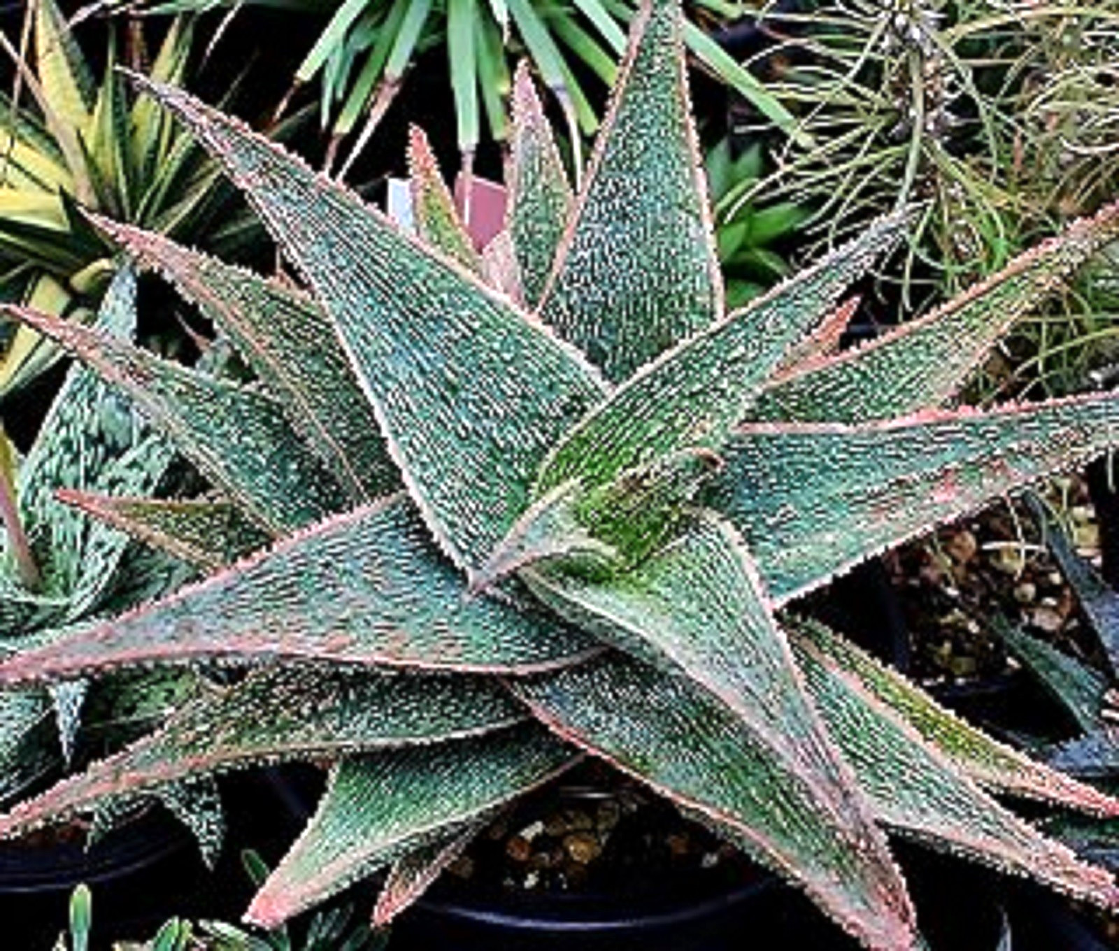ALOE \