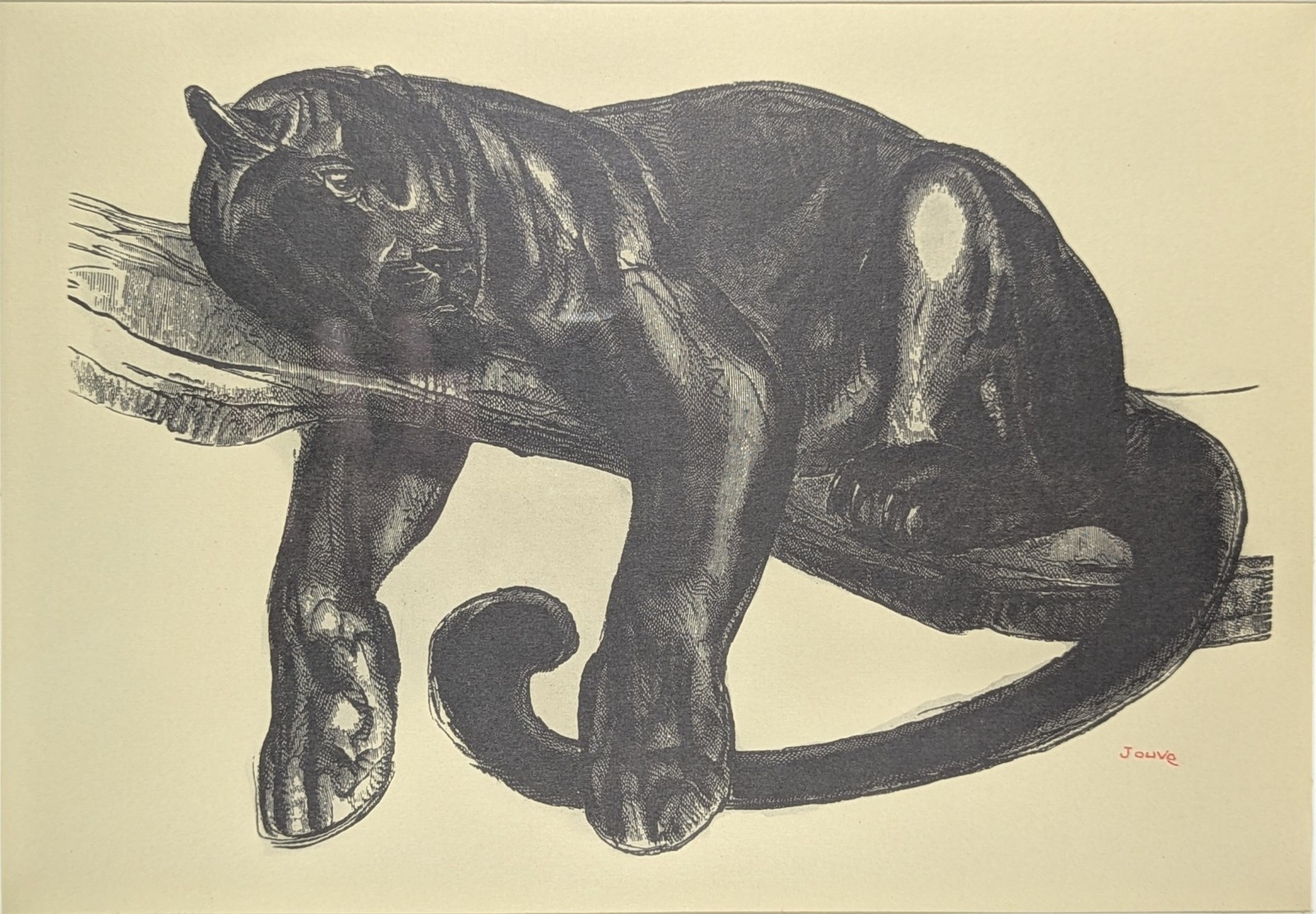 Paul JOUVE (1878-1973), Black Panther on a branch. wood engraving