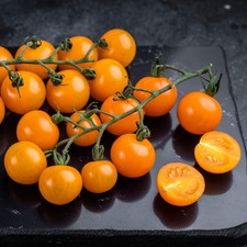 SunSugar F1 Hybrid Tomato Seeds | Extremely Sweet |  | 1309 picture