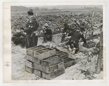 Italian Prisoners War POW Picking Grapes Fredonia, NY 1943 Camp Photo J15275 picture