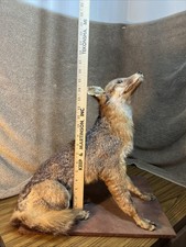 Vintage Gray/Red Fox Full Body Taxidermy Mount On Board Base picture