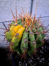 Echinopsis Cereus Pasacana  Variegated Cactus Tree  Plant RARE picture