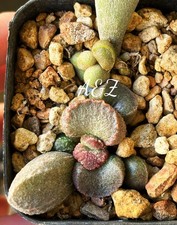 Two Adromischus Hybrid Plants In 2” Pot With Chubby Leaves picture