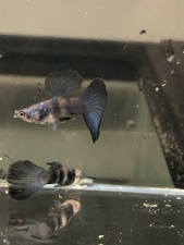 High quality USA SELLER  Trio of RARE Siam blue /black  guppies picture