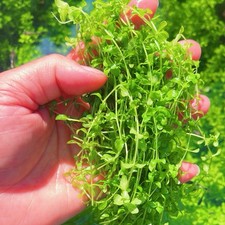 25+ Stems Pearl Weed Hemianthus Micranthemoides  Live Aquarium  BUY 2 GET 1 FREE picture