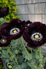 3,000 After Midnight Poppy Seeds – P. Somniferum – Almost Black Breadseed Poppy picture